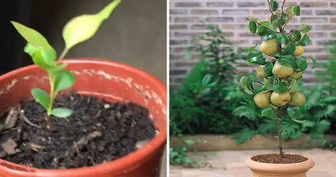 How to Grow a Pear Tree in Pots from Seed: A Comprehensive Guide Bigleaf Hydrangea, Tree Growth, Smooth Hydrangea, Growing Lavender, Panicle Hydrangea, Pear Trees, Potted Trees, Soil Improvement, Exotic Fruit