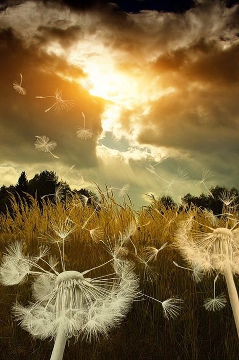 Dandelions Dandelion Art, Blowing In The Wind, Charcoal Drawings, Autumn Magic, Autumn Scenes, Foto Art, Jolie Photo, Alam Yang Indah, Pics Art