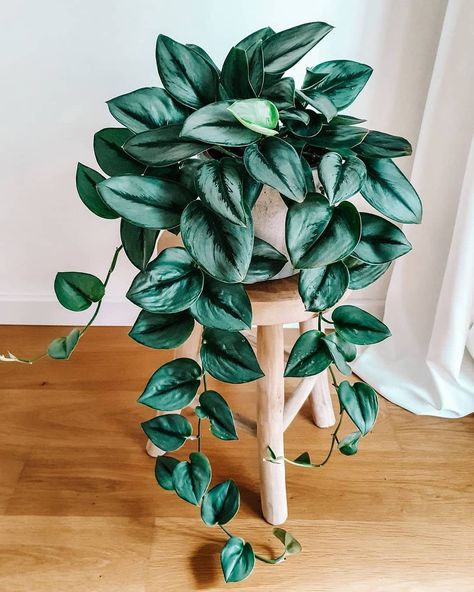 https://www.instagram.com/p/CLml16lhRZG/?igshid=o3zffhqo117j Scindapsus Moonlight, Identifying Plants, Scindapsus Treubii Moonlight, Treubii Moonlight, Succulents Plants, Philodendron Monstera, Humidifiers, Constellations, House Plants