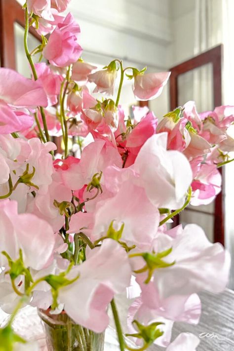 Create gorgeous sweet pea floral arrangements for any event. I'm sharing useful tips on growing sweet peas, color selection, and centerpiece creation. Ideal for Mother's Day, weddings, and every occasion in between. Sweet Pea Centerpiece, Sweet Pea Bouquet, Rustic Trellis, Sweet Pea Flower, Growing Sweet Peas, Sweet Pea Flowers, Floral Placemats, Gorgeous Centerpieces, Romantic Bouquet