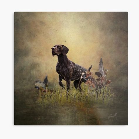 Get my art printed on awesome products. Support me at Redbubble #RBandME: https://www.redbubble.com/i/metal-print/A-German-Shorthaired-Pointer-on-point-by-TammyHunterArt/136382399.0JXQP?asc=u Shorthair Pointer, English Pointer, German Shorthaired Pointer Dog, Shorthaired Pointer, Pointer Dog, English Setter, German Shorthaired Pointer, Hunting Dogs, Welcome Mat