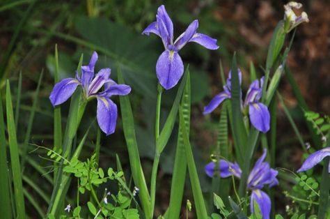 Dry Riverbed Landscaping, Iris Flowers Garden, Louisiana Iris, Blue Pigment, Blue Iris, Iris Garden, Rain Garden, Iris Flowers, Irises