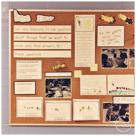 Inquiry: Bees - A Pinch of Kinder Bee Inquiry Kindergarten, Bees Kindergarten, Bee Inquiry, Reggio Preschool, Kindergarten Inquiry, Bee Project, Kindergarten Bulletin Boards, Mini Beasts, Visible Learning