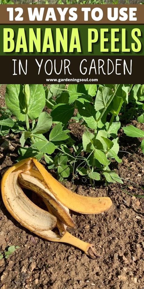 Banana Peel Uses, Banana Tea, Banana Peels, Garden Remedies, Dried Bananas, Astuces Diy, Banana Peel, Organic Soil, Better Homes And Garden