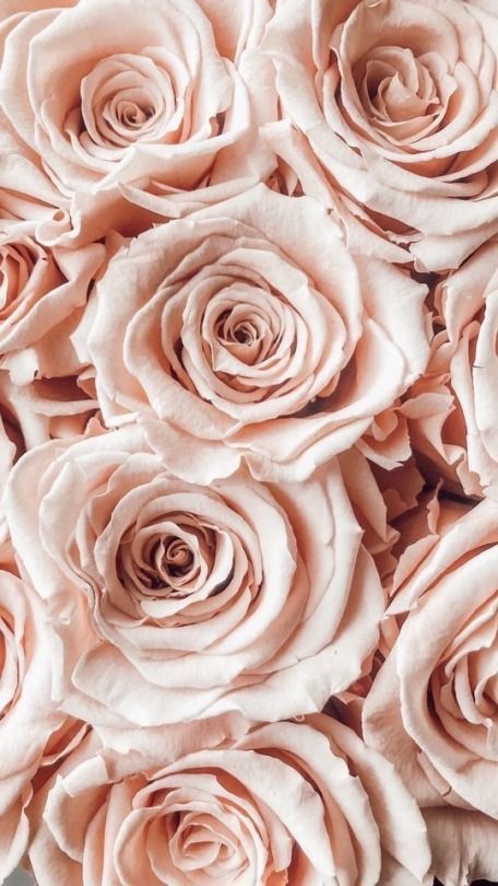 Blush Roses Phone Wallpaper Pastel, Tapete Gold, Cow Print Wallpaper, Photo Rose, Wallpaper Iphone Boho, Bulk Wedding Flowers, Fresh Wedding Flowers, Pink Wallpaper Girly, Phone Background Patterns