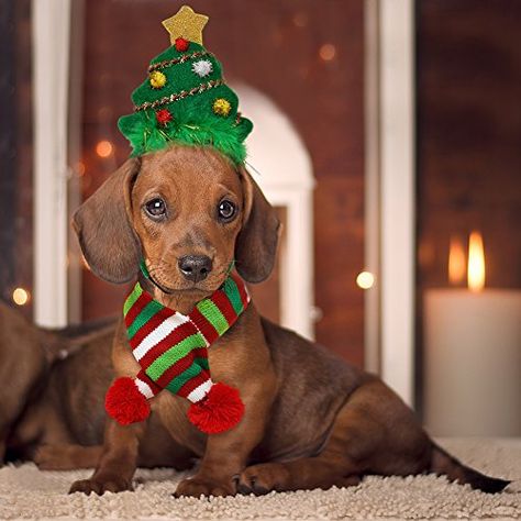 11 Best Christmas Dog Outfits to Get Your Dog in the Holiday Spirit | The Dog People by Rover.com Pets Wallpaper, Dog Christmas Photos, Dog Christmas Pictures, Christmas Dog Treats, Christmas Dog Outfits, Hot Dog Bar, Dog Outfits, Dogs Christmas, Dog Christmas Card