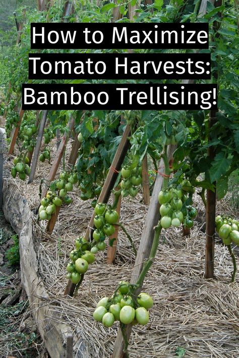 Bamboo poles will last for a number of years before they become too brittle to use as a trellis for your tomatoes anymore, and they don't take up a lot of space to store in a pile or leaning against a shed in the winter. With some bamboo and biodegradable twine you should have everything you need for strong and tall tomato trellises that cost you virtually nothing and will return fertility to the soil when they are no longer in use.

Click to watch our How-to video!

https://youtu.be/lvEXwlbifhA Bamboo Tomato Trellis, Staking Tomatoes, Tomato Stakes, Tomato Trellis, Bamboo Trellis, Gardening Inspiration, Bamboo Poles, Tomato Plants, Veggie Garden