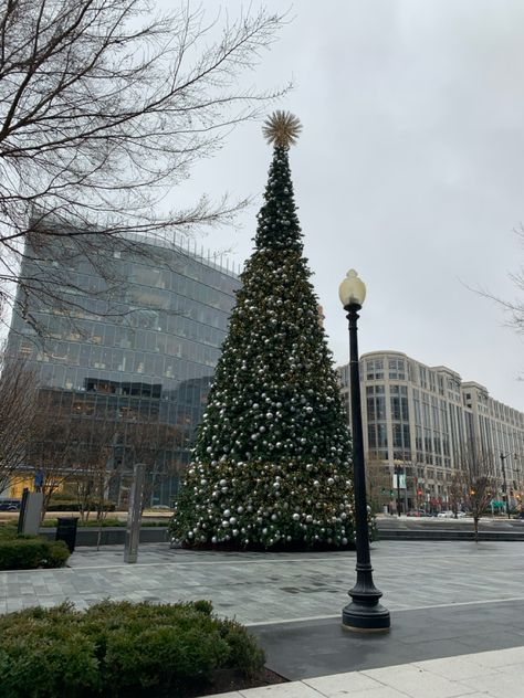 #washington #dc #christmas #winter #tree Winter In Washington Dc, Christmas In Washington Dc, Washington Dc Winter, Washington Dc Christmas, Dc Winter, Dc Christmas, Winter Tree, Christmas Winter, Washington Dc