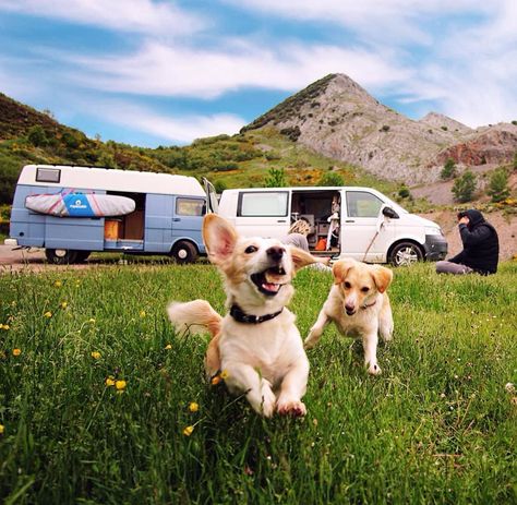 Tips and tricks for #vanlife with a dog. What to pack, advice on controlling the temperature, how to find a pet sitter. Great blog read for anyone building a diy campervan conversion or RV! Van Life Dog, Mini Rv, Vanlife Travel, House Van, Diy Campervan, Campervan Conversion, Pet Paradise, Campervan Life, Dog Area