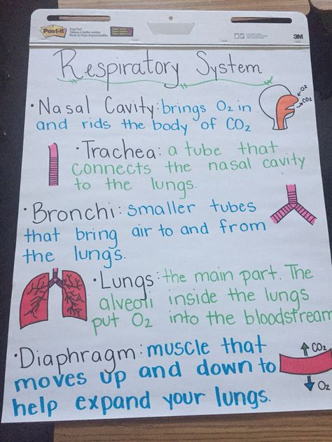 Respiratory Anchor Chart Respiratory System Projects Poster, Body Systems Anchor Chart, The Respiratory System Notes, Respiratory System Anatomy Notes, Human Respiratory System Notes, Respritory System, Respiratory System Poster, Respiratory System Notes, Respiratory Physiology