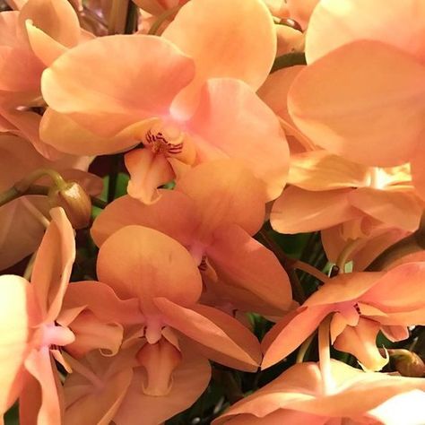 orchids 🧡 by @julezsntna ___#orchidees Peach Aesthetic, Orange Aesthetic, No Rain, Just Peachy, Pretty Flowers, Wall Collage, No. 2, Flower Power, Apricot