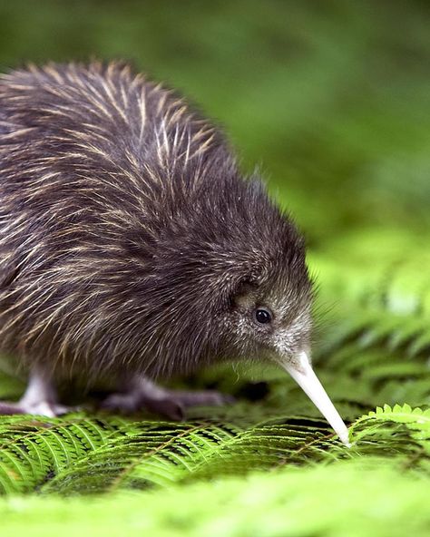 Baby Kiwi, Kiwi Bird, Flightless Bird, Exotic Birds, Bird Pictures, Pretty Birds, Little Birds, On The Ground, Animal Planet