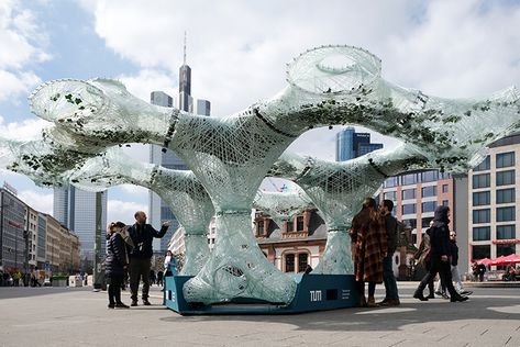 Questionable to what extent this is actually creating a micro-climate, to be honest. Parthenocissus Quinquefolia, Architecture Research, Micro Climate, Canopy Architecture, Green Technology, Climbing Plants, Structural Engineering, Cloud Gate, Landscape Architecture