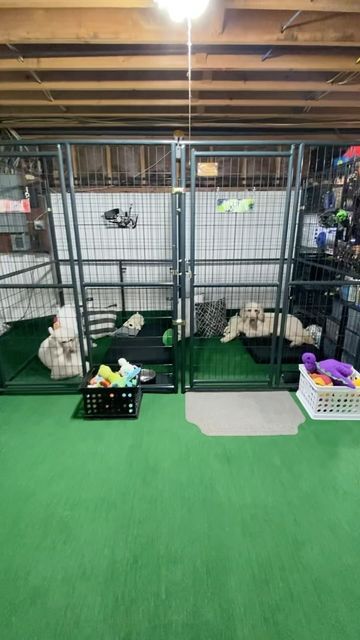 Dog Playroom In House, Unfinished Basement Dog Area, Dogs Kennel Ideas Indoor, Dog Area In Basement, Dog Basement Room, Basement Dog Area, Dog Basement, Dog Play Area Indoor, Dog Area In Garage