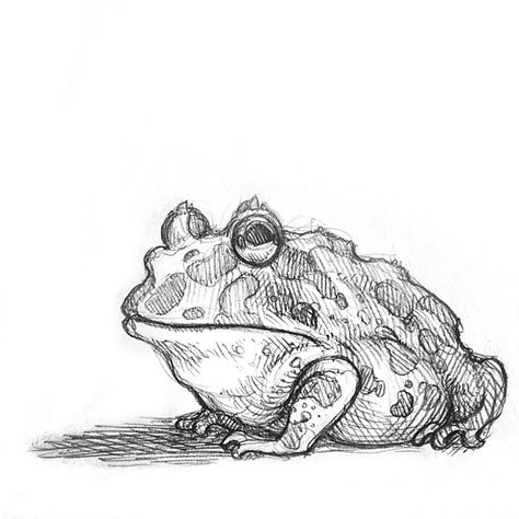 Toad Sketch, Animal Outline Drawing, Toad Drawing, Animal Outline, Artsy Ideas, Frog Drawing, Halloween Gnome, Reference Art, Drawing Tutorial Easy