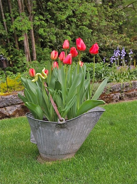 Old Coal Bucket Ideas, Coal Bucket Ideas Decor, Summer Planter Ideas, Summer Planter, Country Garden Decor, Vintage Bucket, Minimalist Garden, Garden Junk, Old Metal