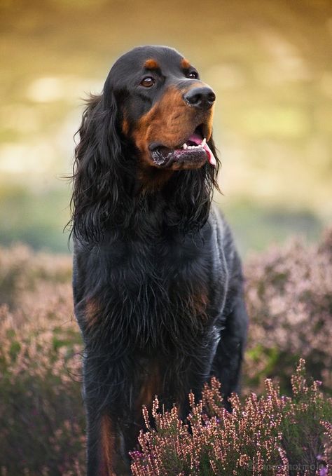 Best Large Dog Breeds, Dog Goals, Red And White Setter, Family Friendly Dogs, Irish English, Gordon Setter, Dog List, Old English Sheepdog, Airedale Terrier