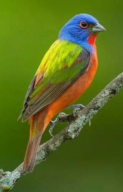 Bunting Bird, Painted Bunting, Most Beautiful Birds, Kinds Of Birds, Bird Supplies, Colorful Bird, Nature Birds, All Birds, Bird Pictures