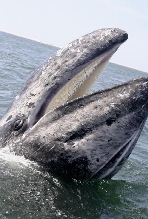 Laughing Pacific Grey Whale near San Ignacio, Mexico from "The Whale Keepers of San Ignacio." Grey Whale, Sea Mammal, Save The Whales, Gray Whale, Sandy Shores, Water Animals, African Grey, Ocean Conservation, Marine Mammals