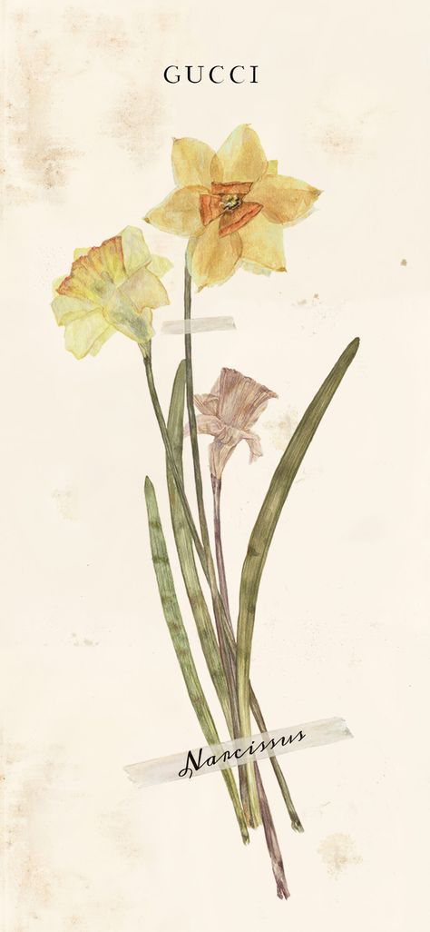 Narcissus Wallpaper, Narcissus Flower, Daffodil Flower, Scrapbook Journal, Embroidery Inspiration, Birth Flowers, Flower Wallpaper, Wallpaper Aesthetic, Daffodils