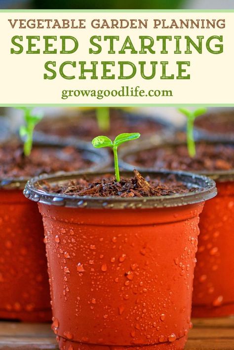 Growing a vegetable garden from seed this year? Stay organized by developing a seed-starting and planting schedule so you know when to sow seeds and transplant seedlings to the garden. #springgarden #growfood #vegetablegarden Seed Starting Schedule, When To Transplant Seedlings, Planting Schedule, Gemüseanbau In Kübeln, Compost Container, Growing Vegetables In Pots, Vegetable Garden Planning, Vegetable Garden Diy, Garden Wallpaper