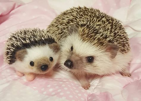 Bff 3, Hedgehog Pet, Baby Hedgehog, Dragon Knight, Animals Friendship, Baby Animals Pictures, My Bff, Cute Hedgehog, Super Cute Animals