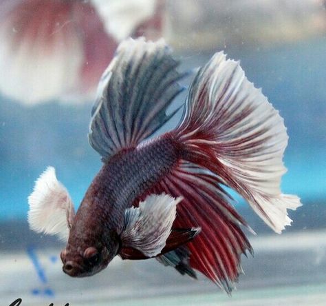 808 Big ears HM male Elephant Ear Betta Fish, Pond Animals, Betta Fish Types, Betta Fish Care, Betta Fish Tank, Beta Fish, Big Ears, Fish Care, Fish Food