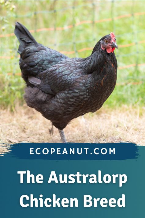 Astralorpe Chicken, Black Australorp Chickens, Chicken Kisses, Chicken Guide, Australorp Chickens, Chicken Backyard, Australorp Chicken, Black Australorp, Aesthetic Chicken