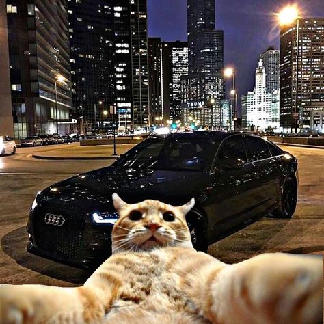 Forced Perspective, Toy Cars, Black Car, Schmidt, The Eye, Cars And Motorcycles, Motorcycles, Cars, Vehicles