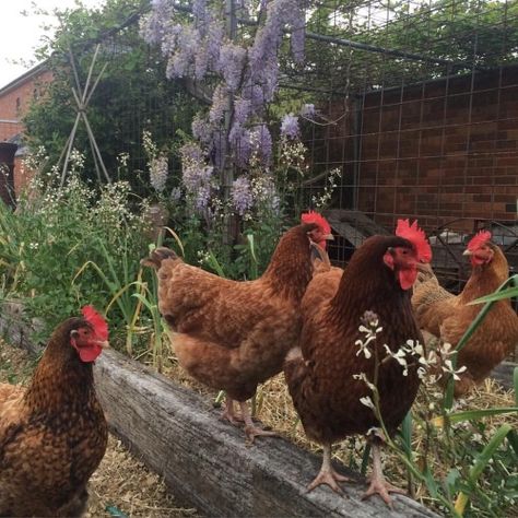 oldfarmhouse: http://instagram.com/babes_in_boyland Backyard Chicken Run, Chicken Backyard, Best Egg Laying Chickens, Egg Laying Chickens, Chicken Run, Diy Chicken, Chicken Garden, Backyard Chicken Coops, Chickens And Roosters