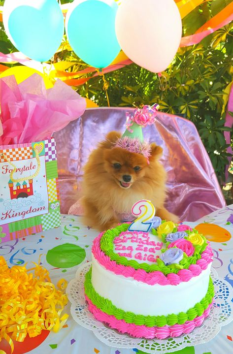 Happy Birthday Pomeranian! Birthday Pomeranian! Pomeranian Birthday Cake, Pomeranian Birthday, Pomeranian Photoshoot, Preppy Dog, Paw Party, Dog Themed Parties, Cute Pomeranian, Dog Mommy, Dog Photoshoot