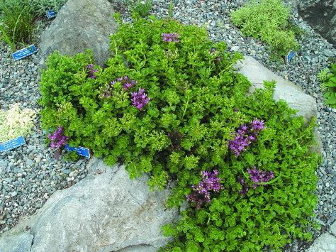 Stonecrop Landscaping Ideas, Irish Moss Ground Cover, Creeping Sedum, Rockery Plants, Sedum Ground Cover, Crevice Garden, Sedum Stonecrop, Lawn Alternatives, Water Landscape