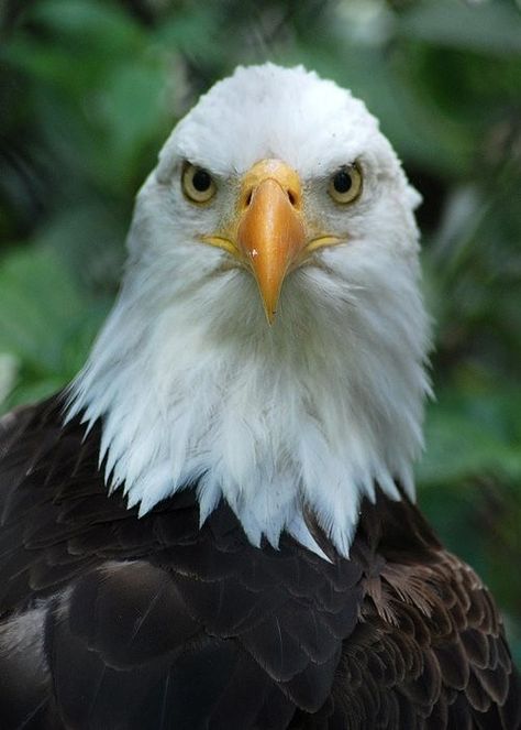 Bald Headed Eagle, Indian Flag Colors, Dragon Anatomy, Eagle Face, Gcse Art Sketchbook, Top Pic, Bald Eagles, Eagle Design, San Diego Zoo