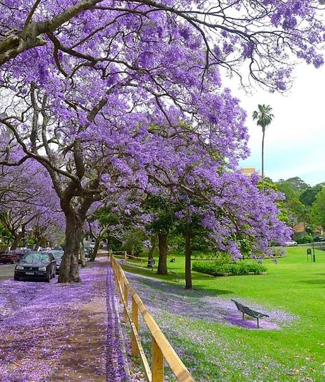 Jacaranda Trees at Milsons Pt. Sydney, Australia.   Visited in 2003 Faisal Mosque, Jacaranda Trees, Jacaranda Tree, Image Nature, Purple Trees, Flowering Trees, Beautiful Tree, New South Wales, Amazing Nature