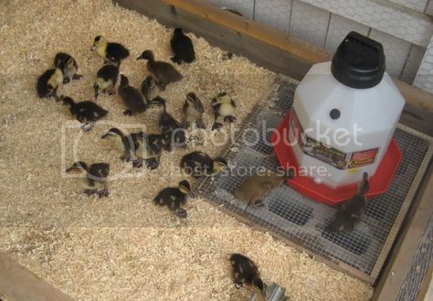 Duckling Waterer No Mess, Duckling Waterer, Duck Waterer No Mess, Duck Waterer, Farm Ducks, Backyard Ducks, Duck Coop, Raising Ducks, How To Raise Chickens