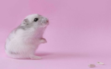 Beautiful Hamster Wallpaper, Pet Mouse, Baby Hamster, Pink Wallpaper Backgrounds, Pocket Pet, Pet Mice, Disney Animals, Cat Mouse, Cute Hamsters