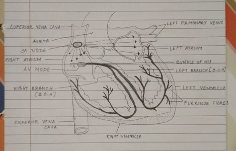 Conducting system in human heart Conducting System Of Heart Diagram, Conducting System Of Heart, Cardiac Cycle, Heart Diagram, Nursing School Motivation, Heart Drawing, Human Heart, School Motivation, Nursing School