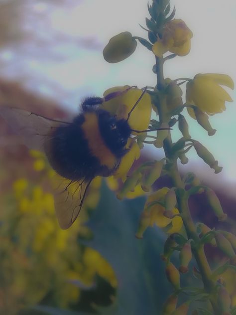 Sunny Core, Bumblebee Aesthetic, Personal Aesthetic, Inspiring Images, Design Concepts, Bumble Bee, Concept Design, Vision Board, Bee