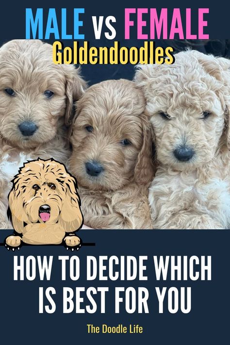 Big Goldendoodle, Doodle Training, F1 Goldendoodle, Alpha Personality, Male Vs Female, Puppy Stages, Doodle Puppy, Mini Goldendoodle, Goldendoodle Puppy