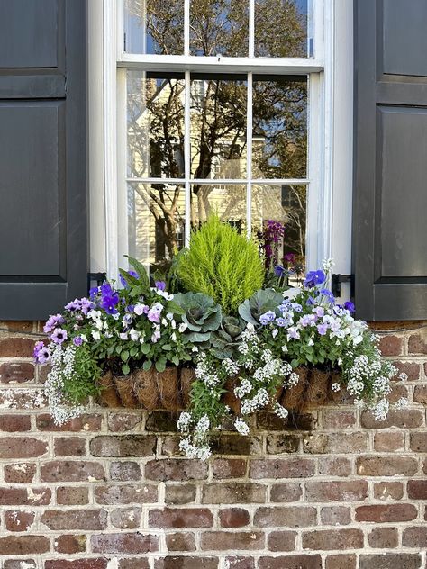 Fall And Winter Window Box Ideas, Winter Window Box Ideas, Southern Exterior, Green Window Box, Charleston Winter, Deck Planter Boxes, Window Box Ideas, Winter Containers, Winter Window Boxes