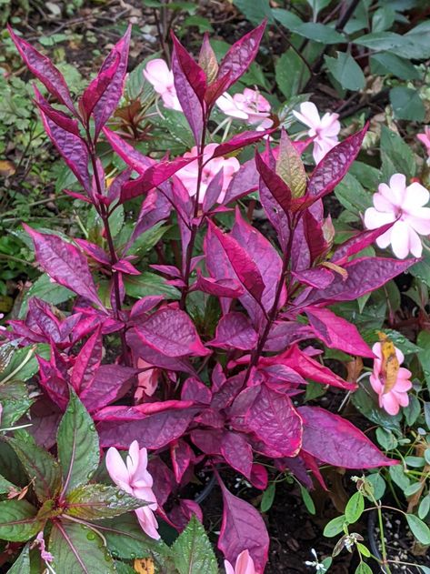 Entire plant photo of Joseph's Coat (Alternanthera dentata Brazilian Red Hots) uploaded to Garden.org by LorettaNJ Alternanthera Plant, Bible Garden, Josephs Coat, Red Hots, Goth Garden, Chinese Evergreen, Ground Cover Plants, Planting Vegetables, Landscaping Plants