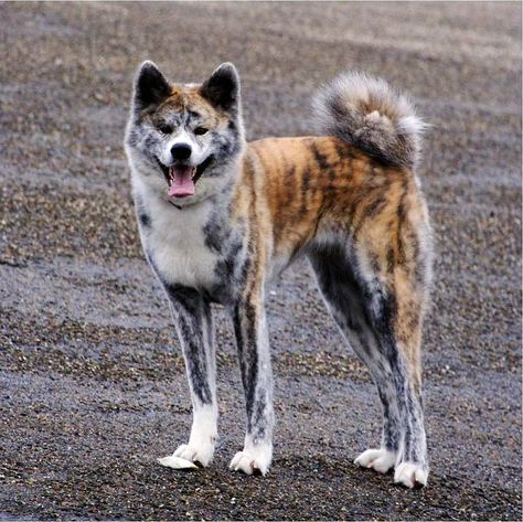 A Red & Silver Brindle Akita Inu Japanese Akita, American Akita, Akita Inu, Japanese Dogs, Akita Dog, Bear Dog, Dog Skin, Dog Blog, Cavalier King Charles Spaniel