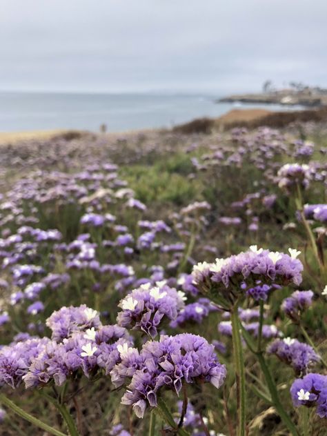 Sea Lavender Plant, Coastal Flowers, Barwon Heads, Seaside Cottages, Violet Colour, Sea Lavender, Small Purple Flowers, Sea Flowers, Succulent Landscaping