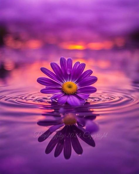 Nature Aesthetic Purple, Purple Water Aesthetic, Fae Aesthetic Purple, Rain Purple Aesthetic, Purple Water With Flowers Aesthetic, Aesthetic Purple, Gothic Anime, Purple Aesthetic, Nature Aesthetic