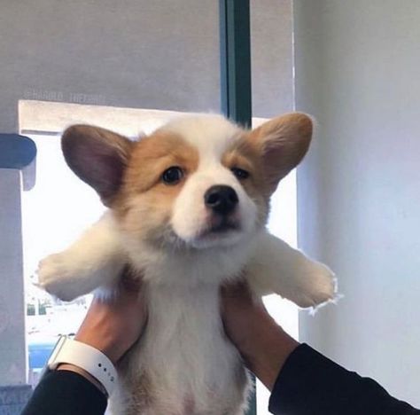 Puppy Corgi, Cute Corgi Puppy, Corgi Dogs, Cute Little Puppies, Corgi Puppy, Haiwan Peliharaan, Silly Dogs, Cute Corgi, Corgi Dog