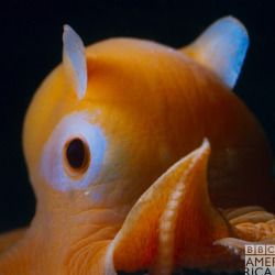 Flapjack Octopus, Dumbo Octopus, Show Characters, Animal Inspiration, Floating Island, Animal Reference, Bumbo, Cute Octopus, Blue Planet