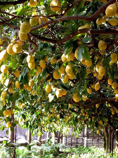 Limoneto Grow Lemons as an Arbor Cover over a Pergola or Iron Frame How To Grow Lemon, Tattoo Plant, Italian Garden, Covered Pergola, Beautiful Fruits, Lemon Tree, Fruit Garden, Home Decorating Ideas, Sorrento