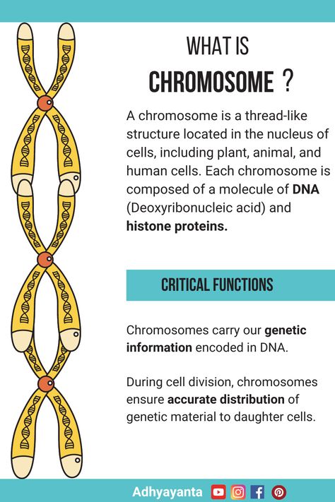 #chromosome #chromosomefunction #biology #education Chromosomes Notes, Medicine Inspiration, Neet 2025, Biology Topics, Bio Notes, General Knowledge For Kids, Dna Structure, Learn Biology, Biology Revision