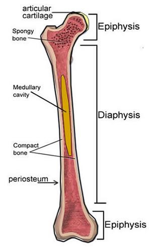 Notes Ch 7 (Skeleton) Homeschool Anatomy, Cell Biology Notes, Anatomy Lab, Bone Anatomy, Vet Nursing, Orthopedic Nursing, Medical Terminology Study, Biology Diagrams, The Skeletal System