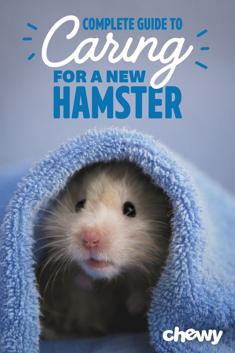 Hamster Care Guide, Hamster Care Checklist, How To Take Care Of A Hamster, Hamster Checklist, Hamster Tips, Hamster Diy Boredom Breakers, Hamster Diet, Hamster Proper Care, Shelby Lynn